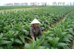 Từ cây thuốc lào, nhiều nông dân Quảng Xương có tiền nuôi con học đại học mà không phải bươn trải vất vả làm thuê nơi đất khách.