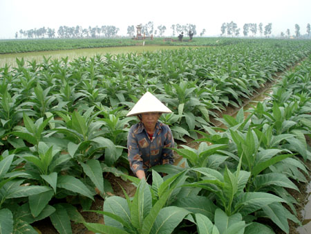 Từ cây thuốc lào, nhiều nông dân Quảng Xương có tiền nuôi con học đại học mà không phải bươn trải vất vả làm thuê nơi đất khách.