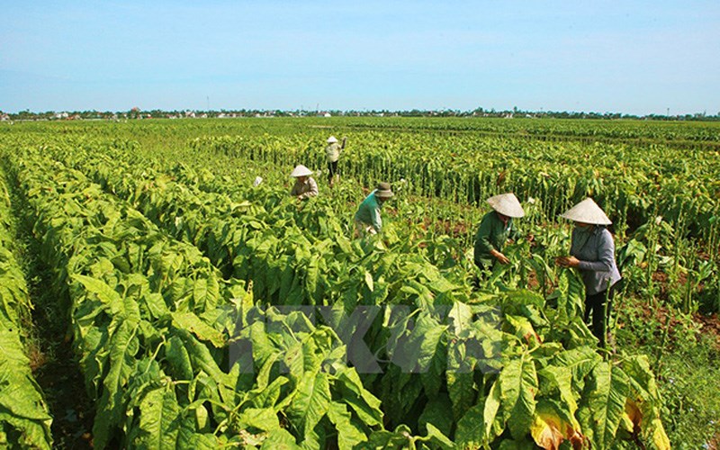 Huyện Quảng Xương có diện tích trồng thuốc lào lớn nhất trong tỉnh