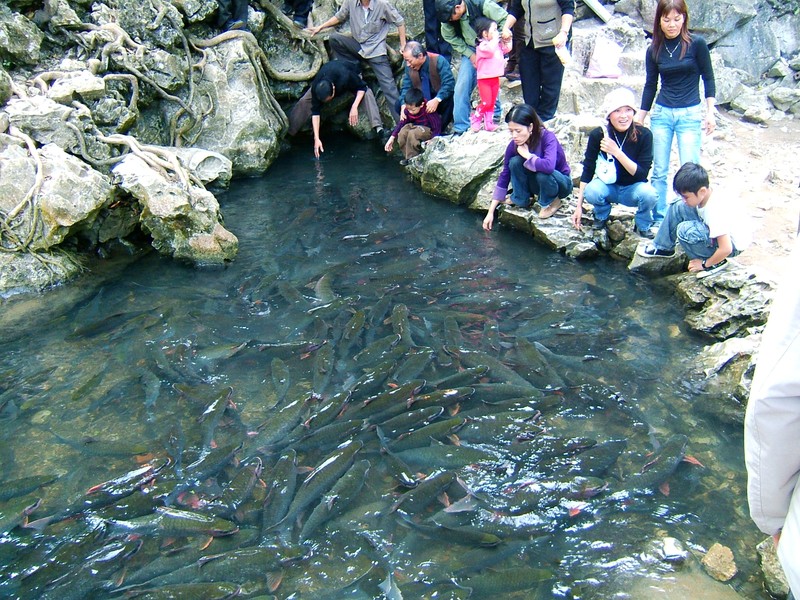 Suối cá Cẩm Lương 
