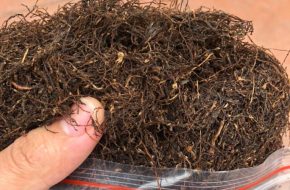 Thuốc lào Nếp Thanh Hóa