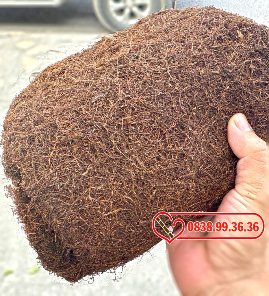 Thuốc lào ngon Đà Lạt