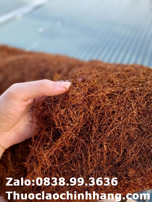 Thuốc lào Đà Lạt – Trải nghiệm hương vị thuốc lào trong không khí phố núi